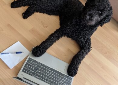 Dog on computer