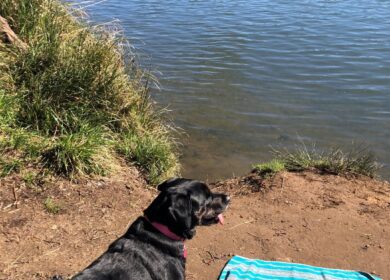 dog by a river